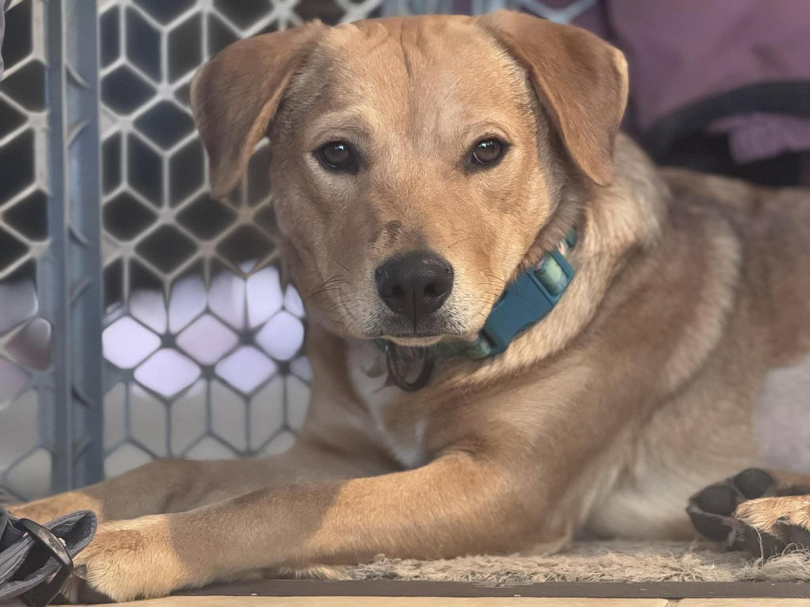 Enlarge Peanut, a Adoptable mixed breed in Newport, NH image 2/3