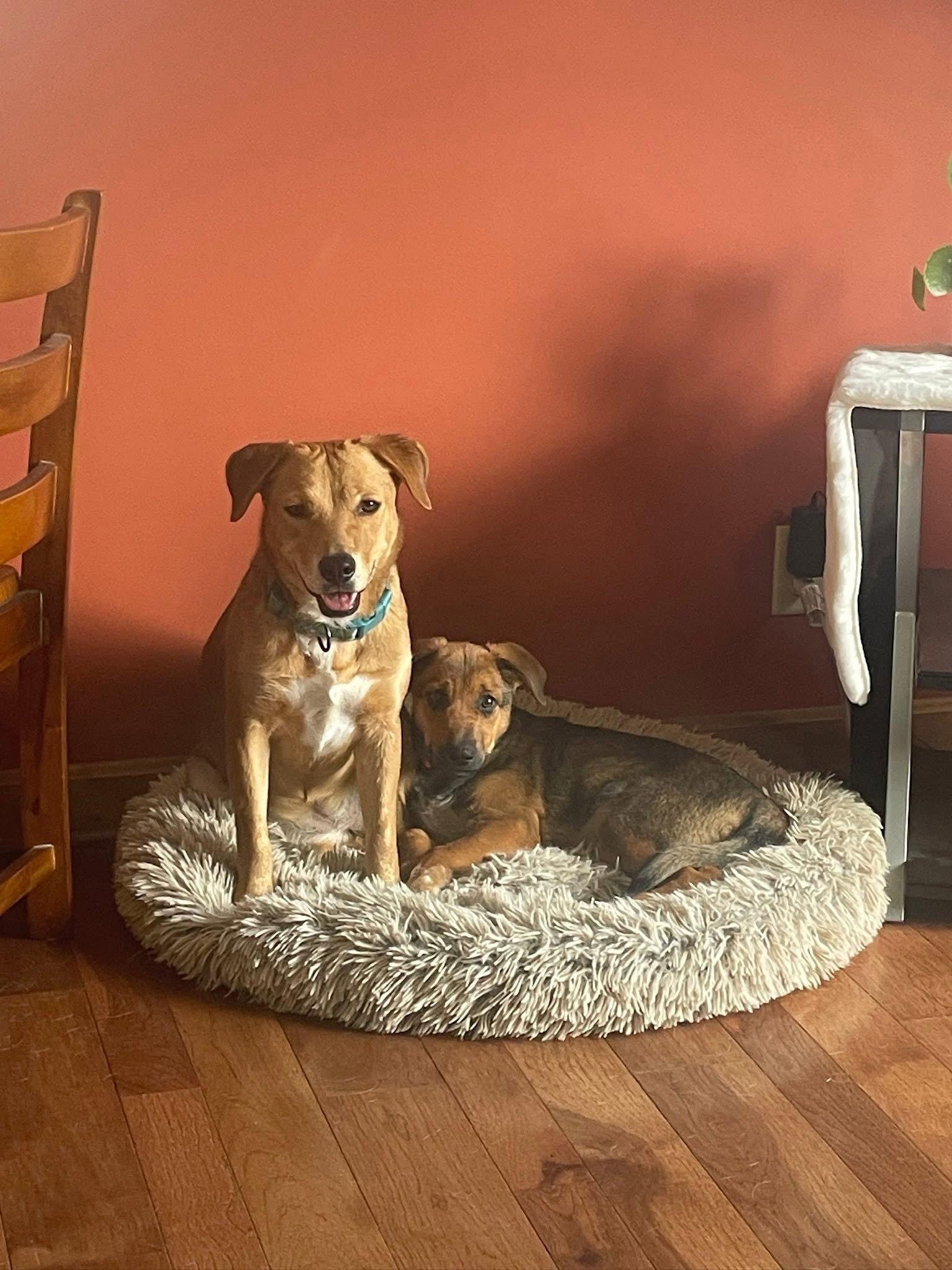 Enlarge Peanut, a Adoptable mixed breed in Newport, NH image 3/3