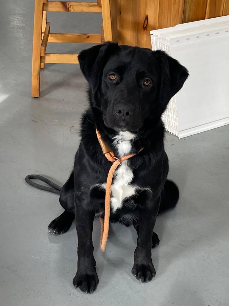 Ike, a Adoptable mixed breed in Glenfield, NY image 2/6
