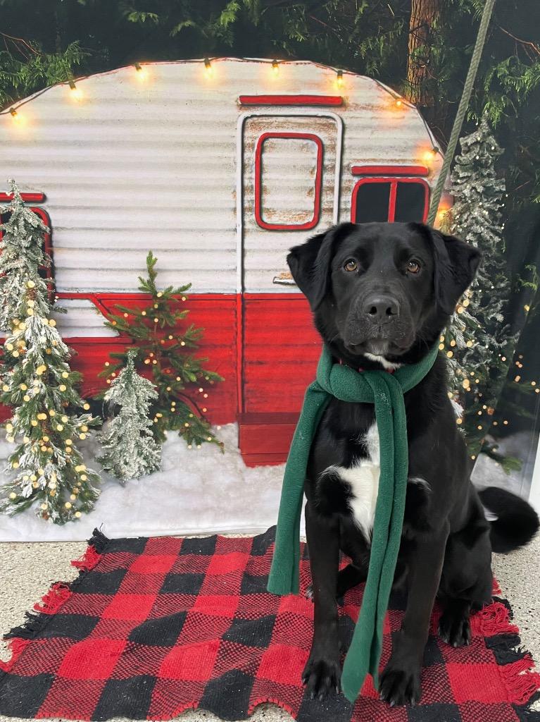 Ike, a Adoptable mixed breed in Glenfield, NY image 1/6