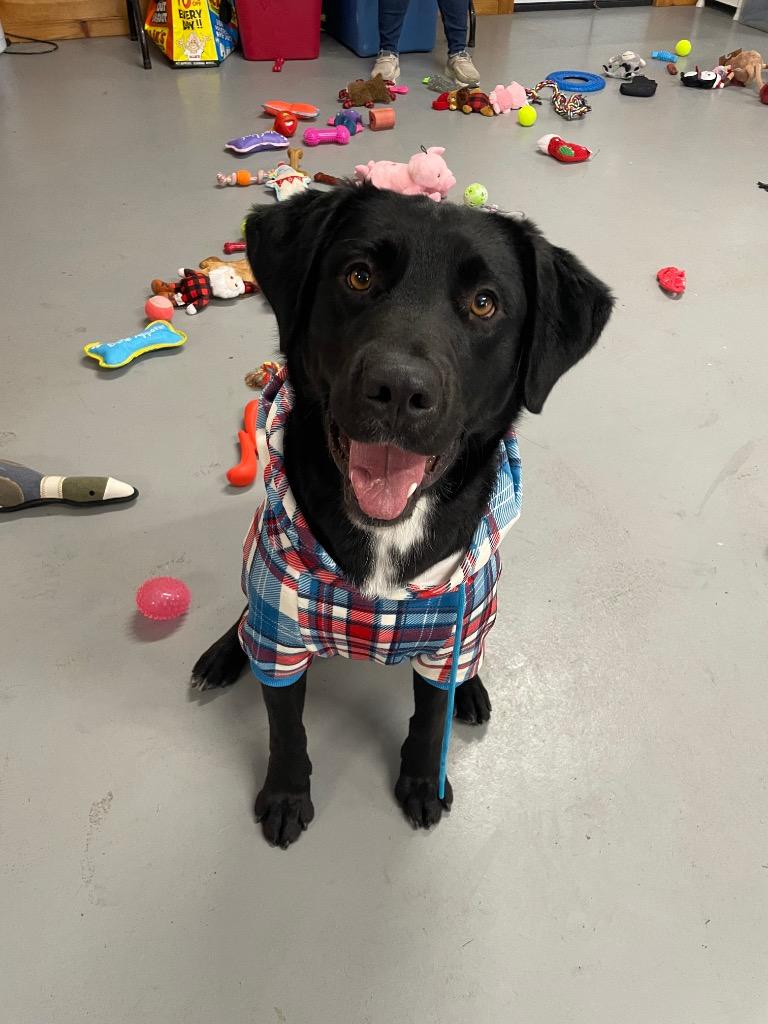 Ike, Adoptable, Young Male Labrador Retriever & Border Collie.