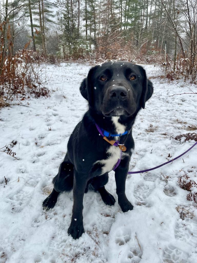 Ike, a Adoptable mixed breed in Glenfield, NY image 4/6