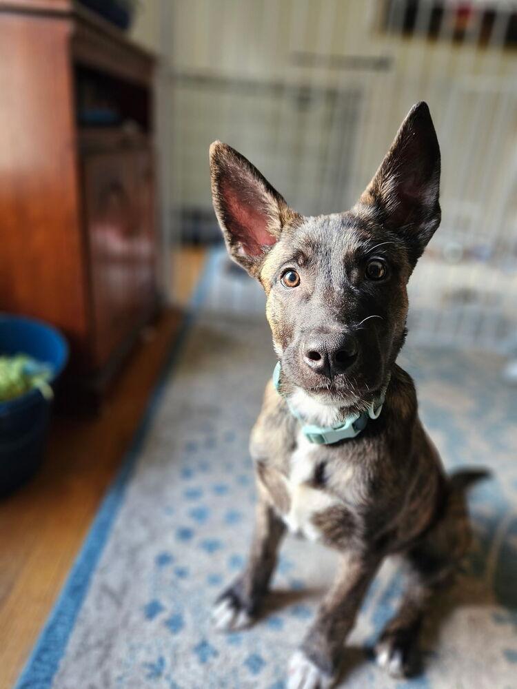 Finnegan Located In Virginia thumbnail 2