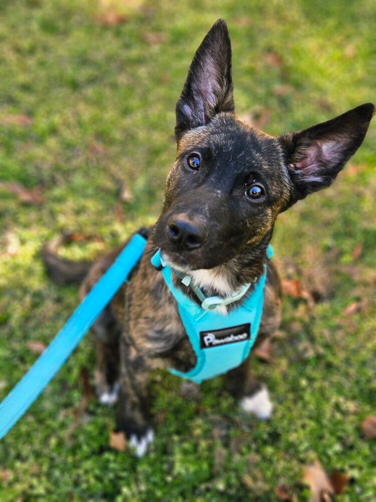 Finnegan Located In Virginia thumbnail 3