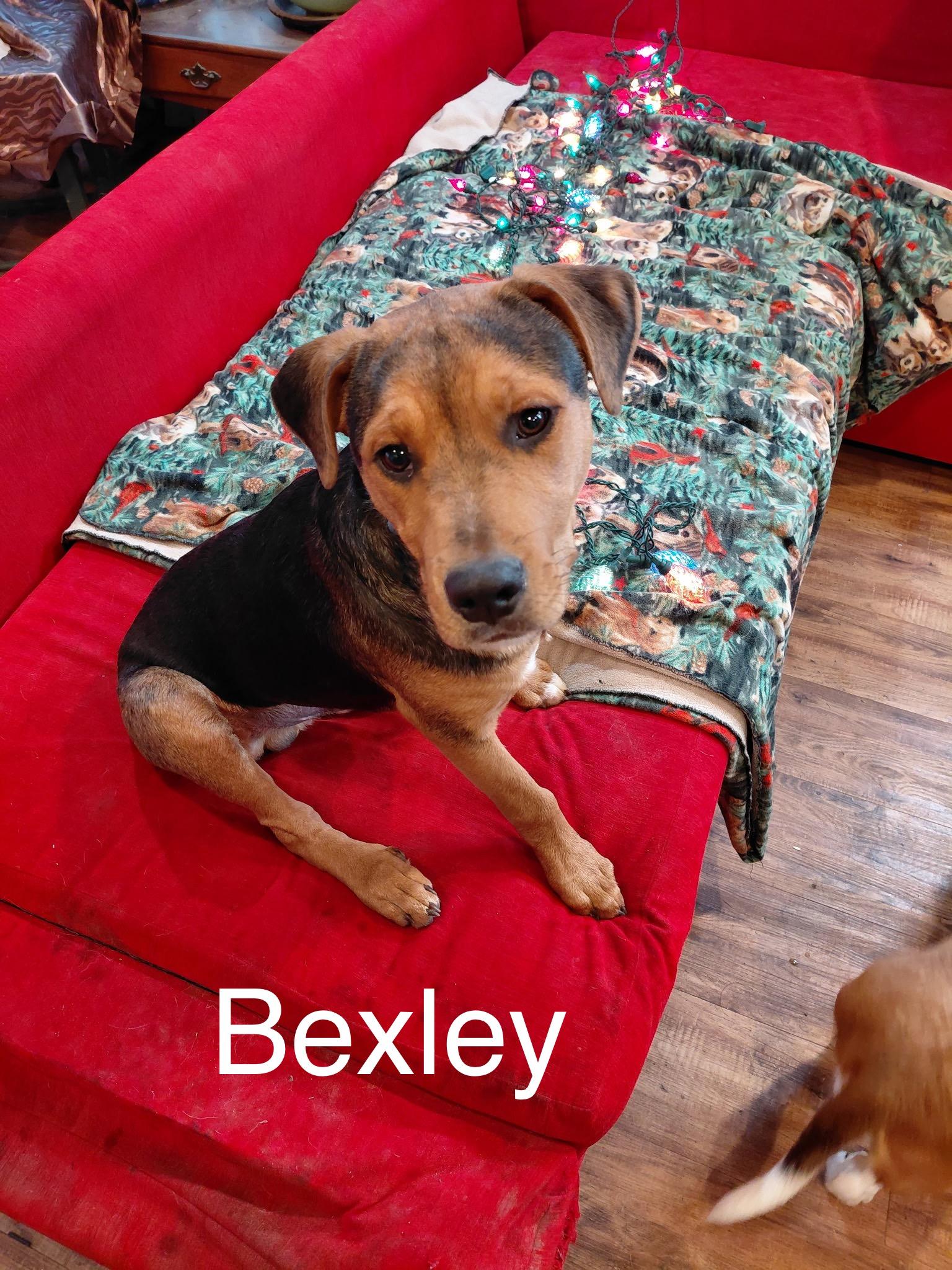 Enlarge Bexley, a Adoptable mixed breed in Arnold, MO image 1/2