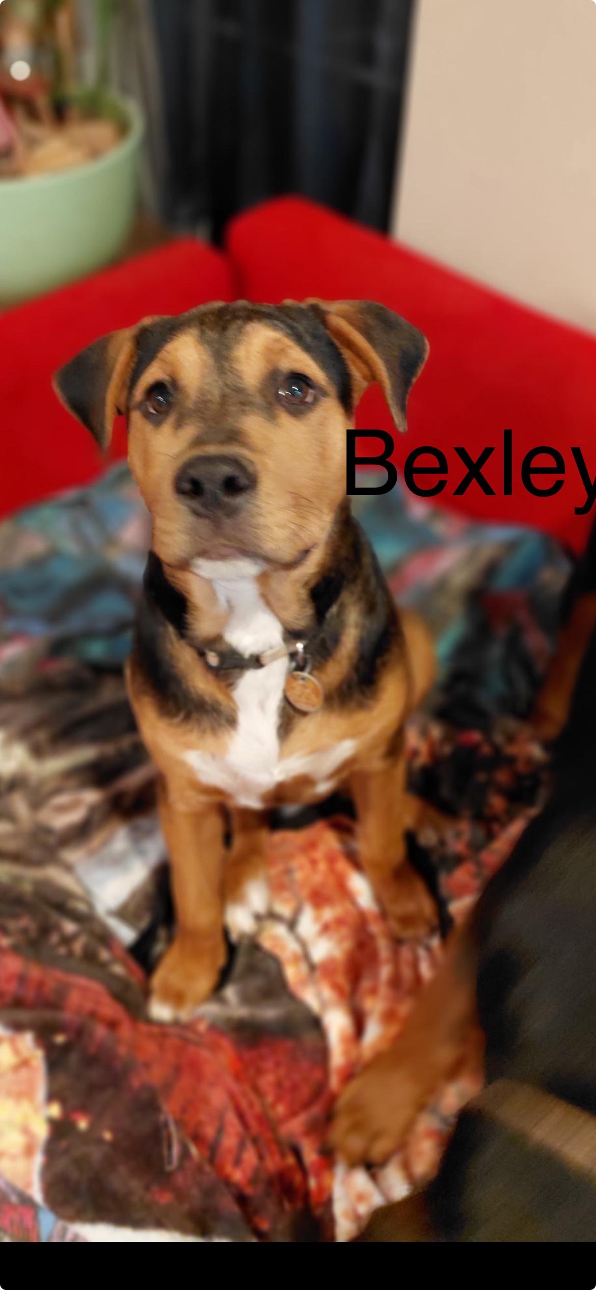 Enlarge Bexley, a Adoptable mixed breed in Arnold, MO image 2/2