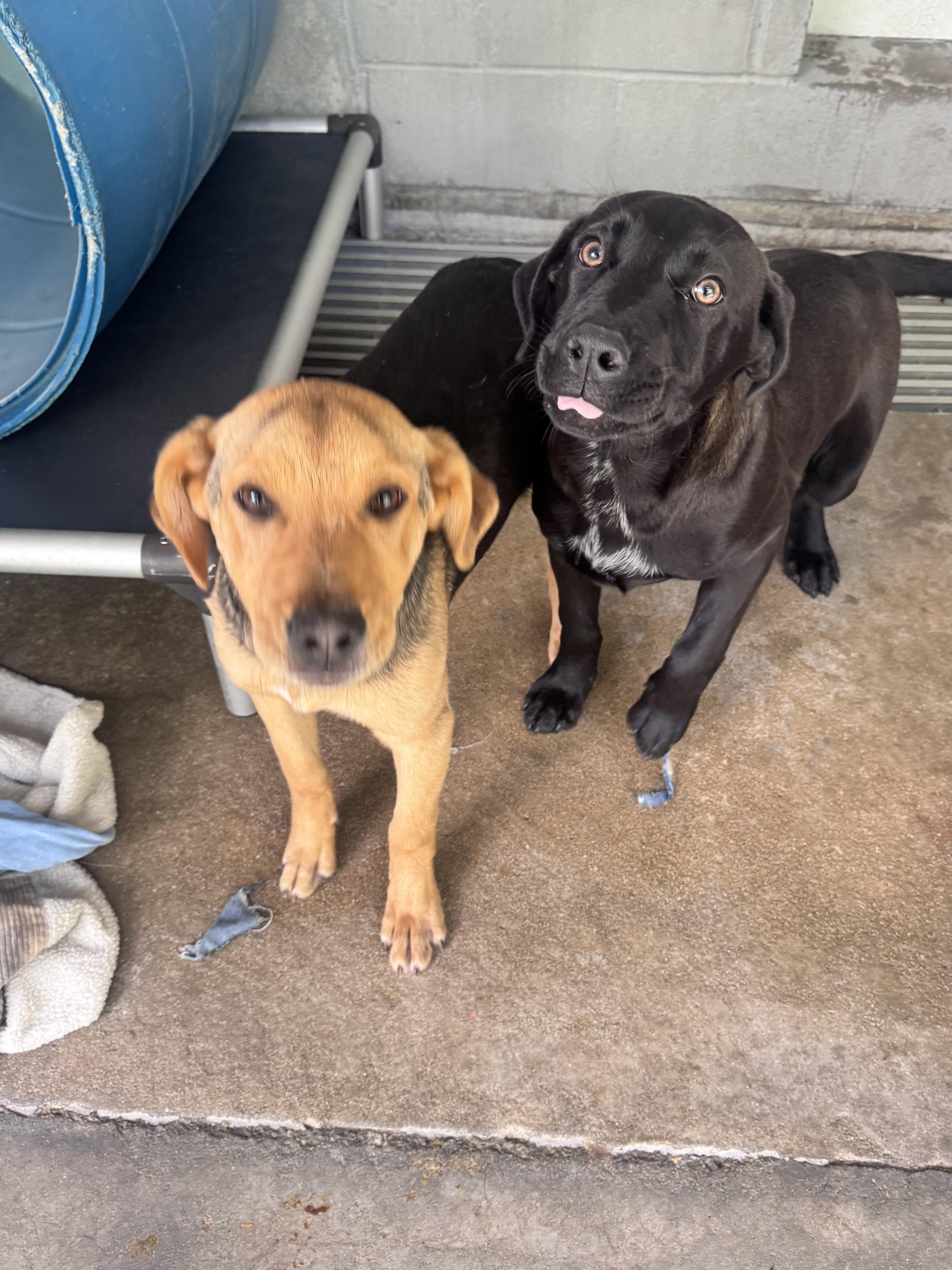 Enlarge Lab mix male puppies, a ADOPTABLE mixed breed in Elizabethtown, NC image 2/2