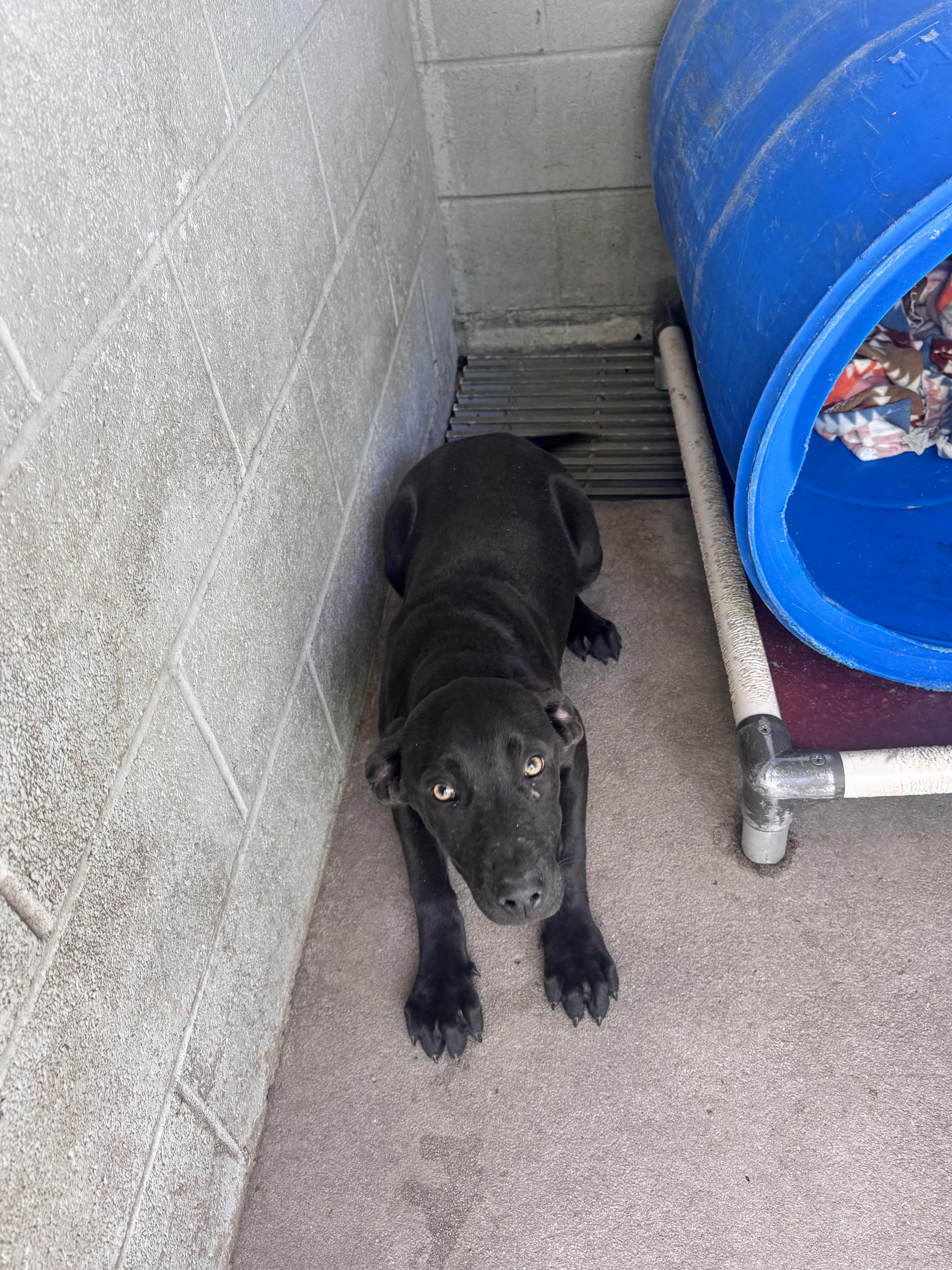 Lab mix male puppies, ADOPTABLE, Puppy Male Black Labrador Retriever.