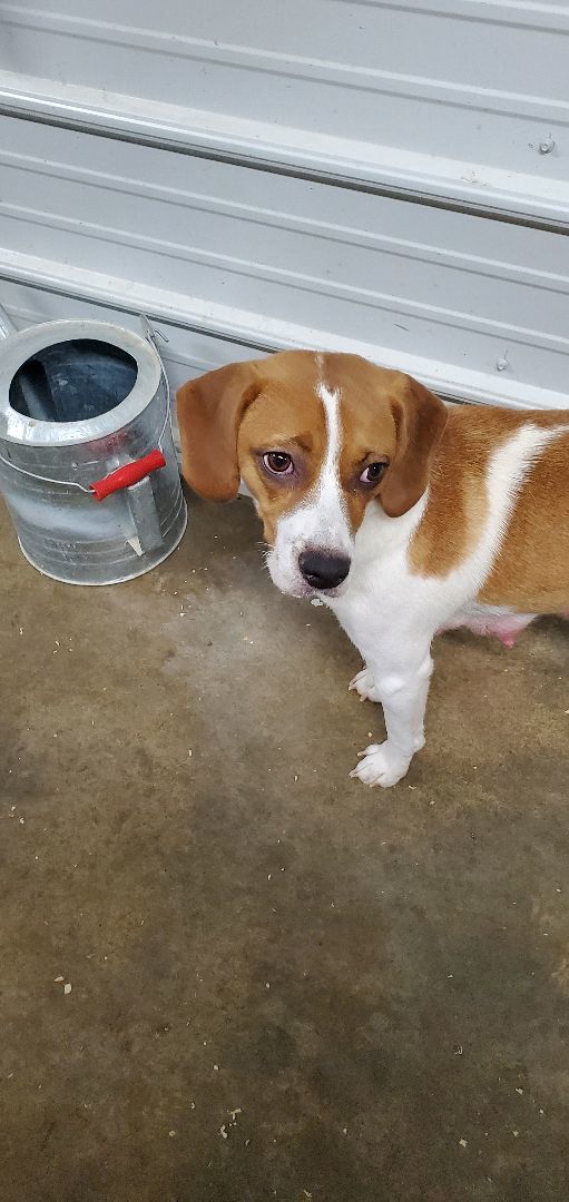 Dog for adoption LuLu, a Harrier in Walthill, NE Petfinder