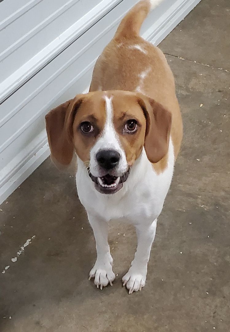 Dog for adoption LuLu, a Harrier in Walthill, NE Petfinder