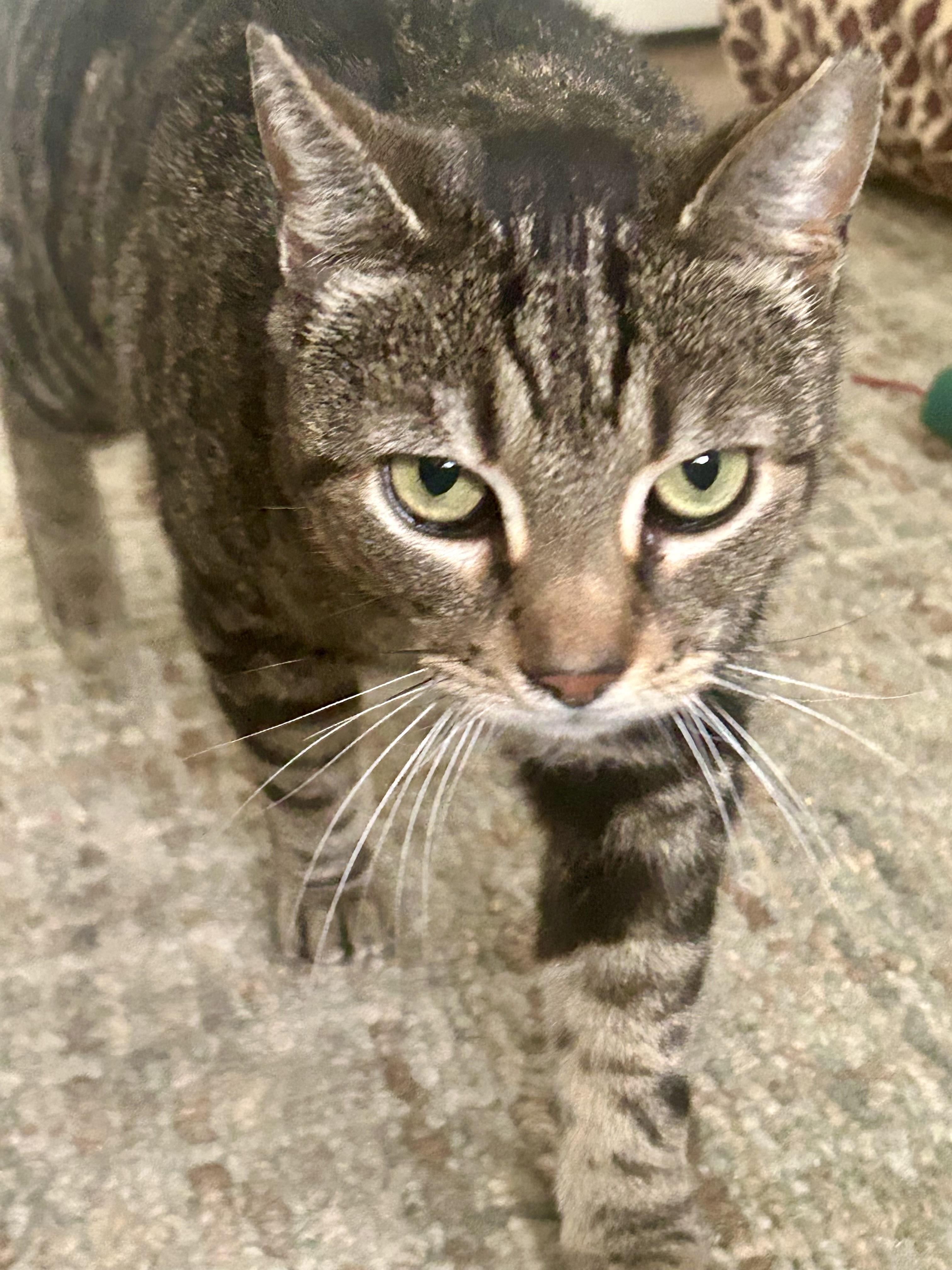 Logan, Adoptable, Adult Male Domestic Short Hair.