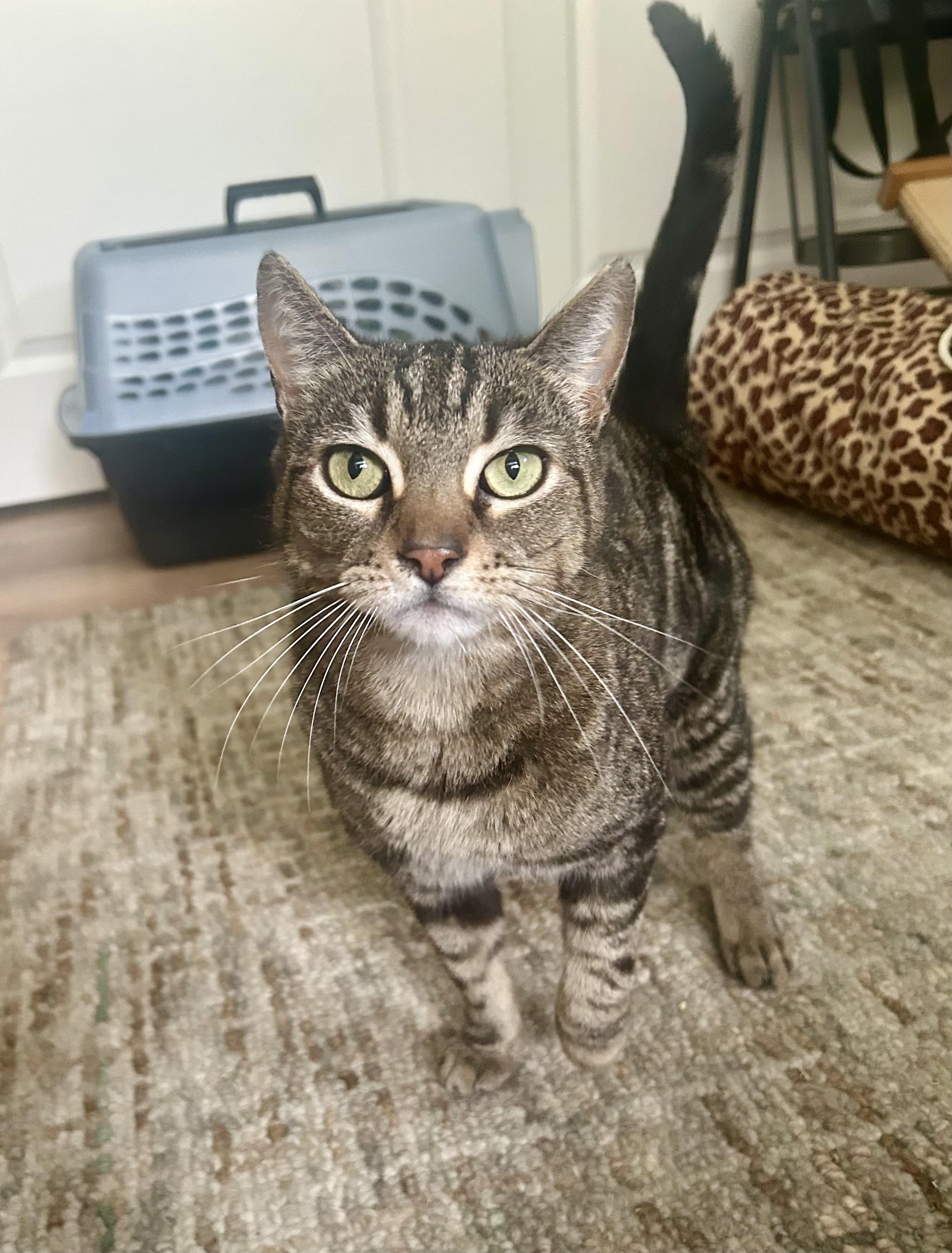 Logan, a Adoptable mixed breed in San Jose, CA image 5/6