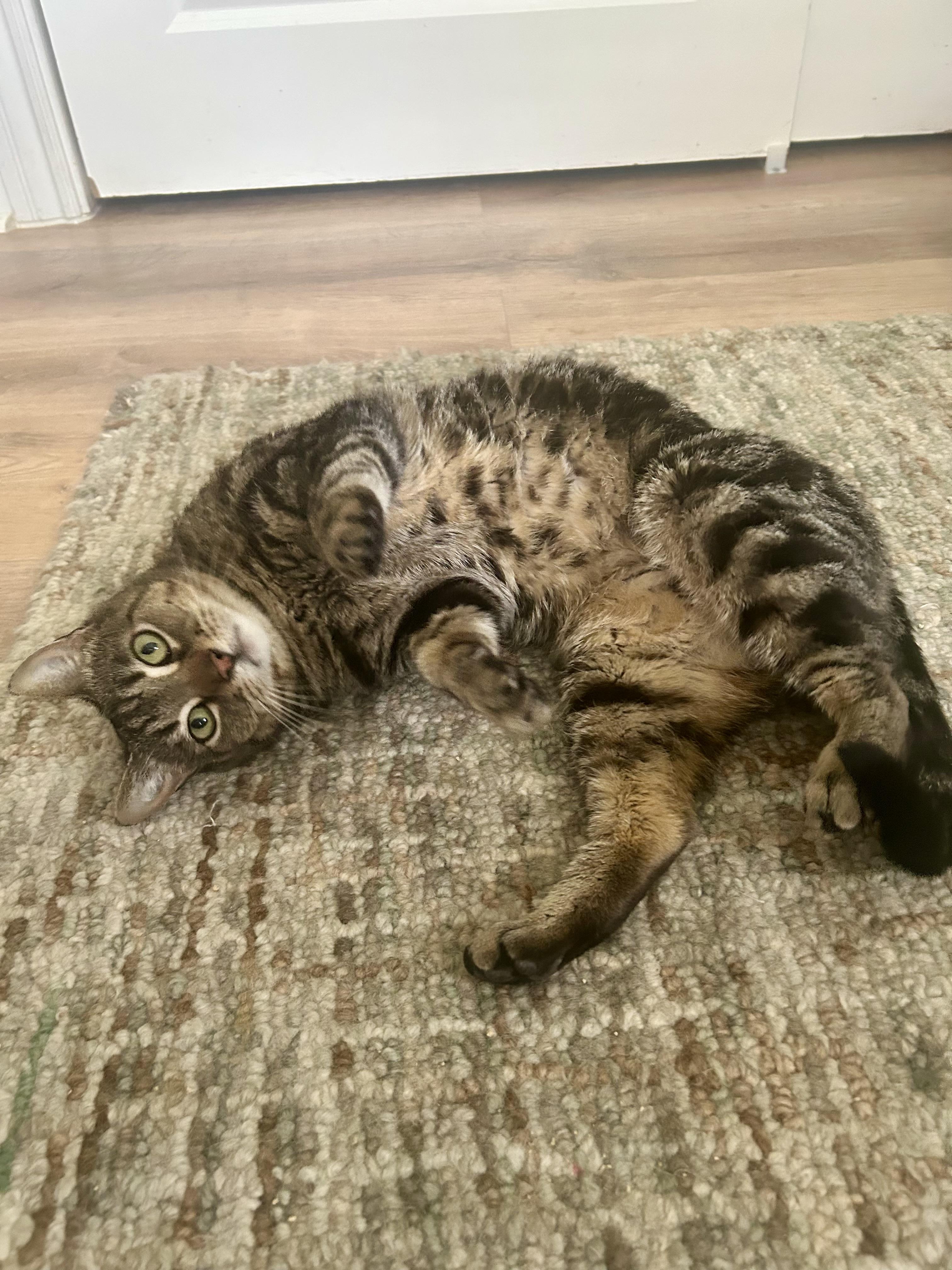 Logan, a Adoptable mixed breed in San Jose, CA image 3/6