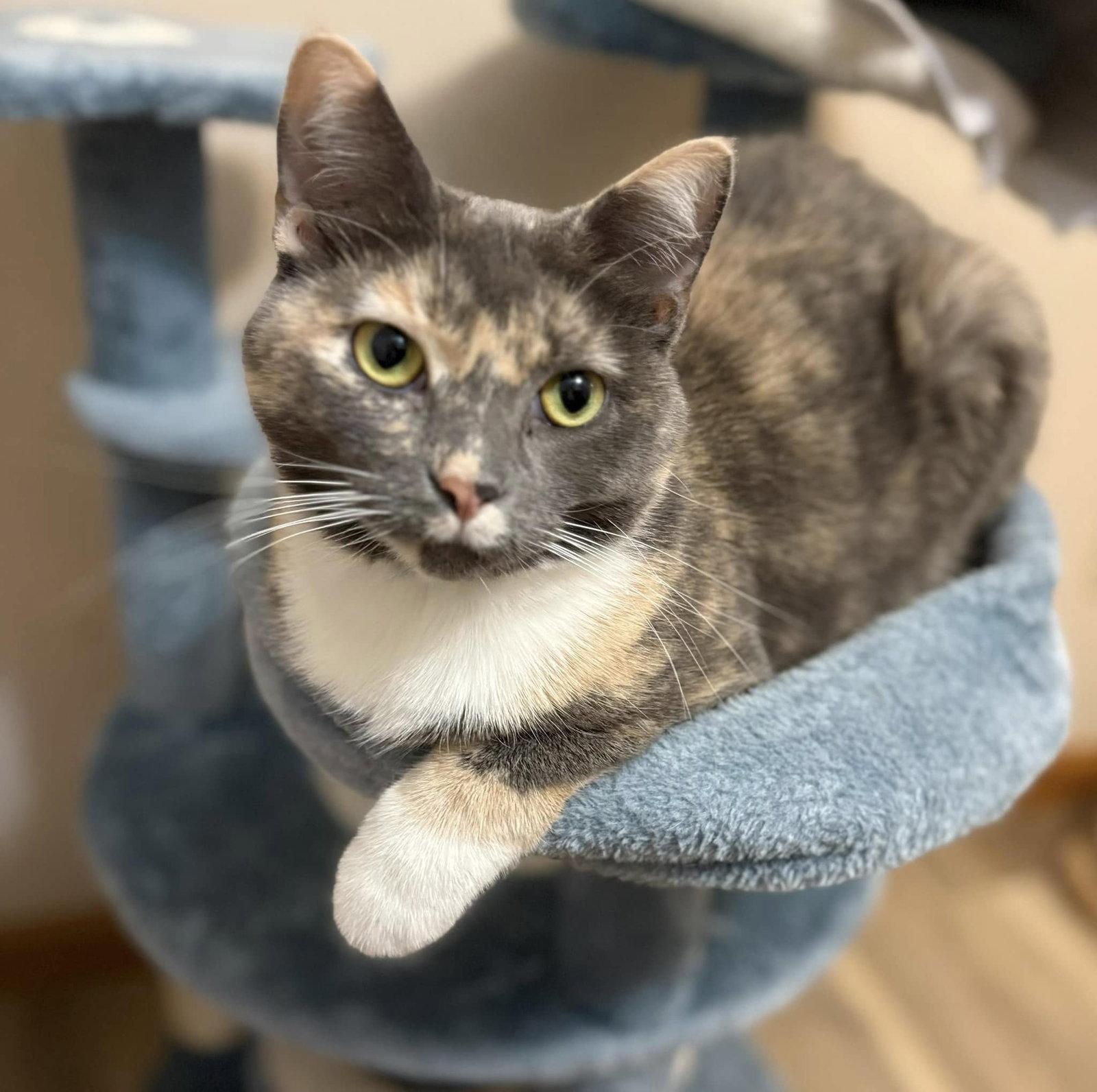 Strudel, Adoptable, Young Female Calico.