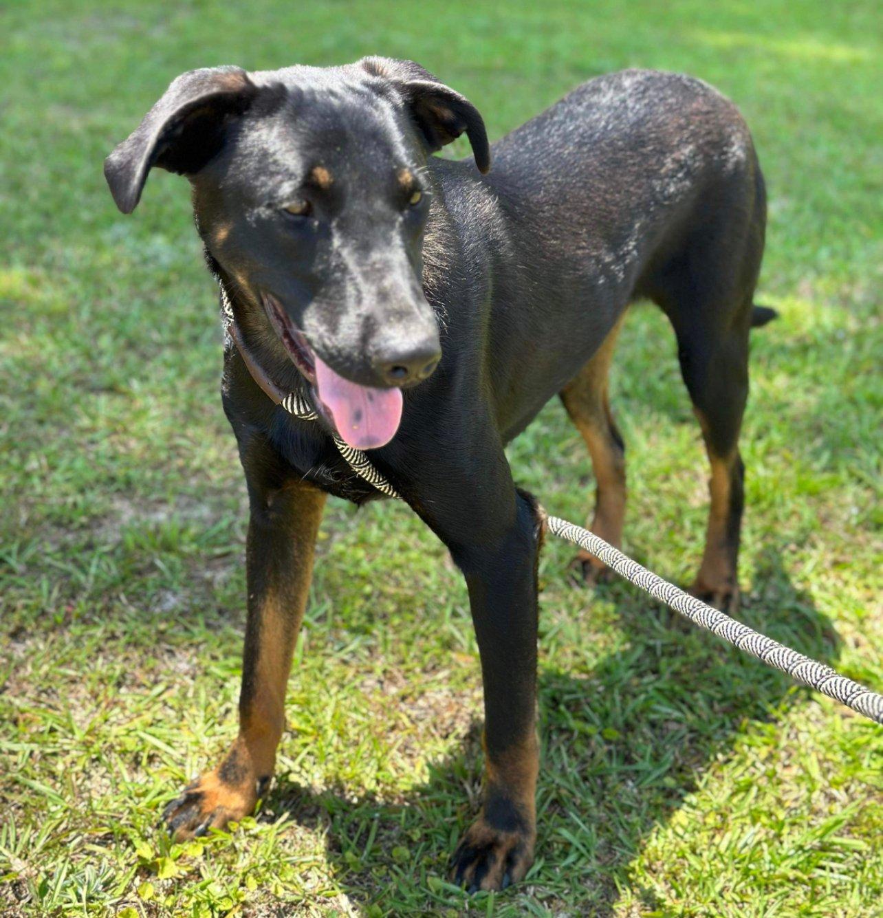 Stu, a Adoptable mixed breed in Grand Bay, AL image 1/6