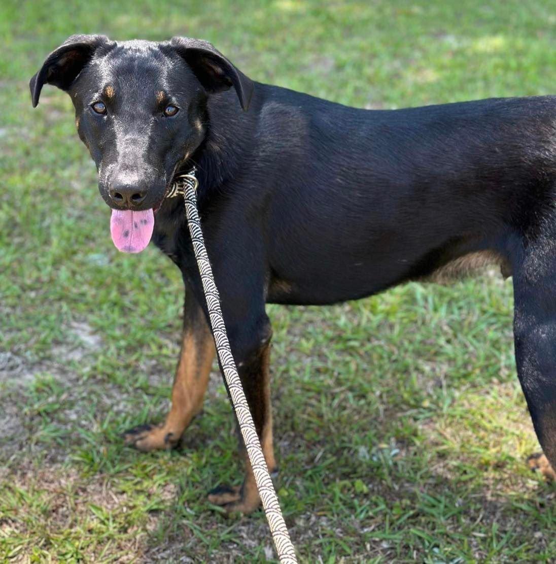 Stu, a Adoptable mixed breed in Grand Bay, AL image 2/6