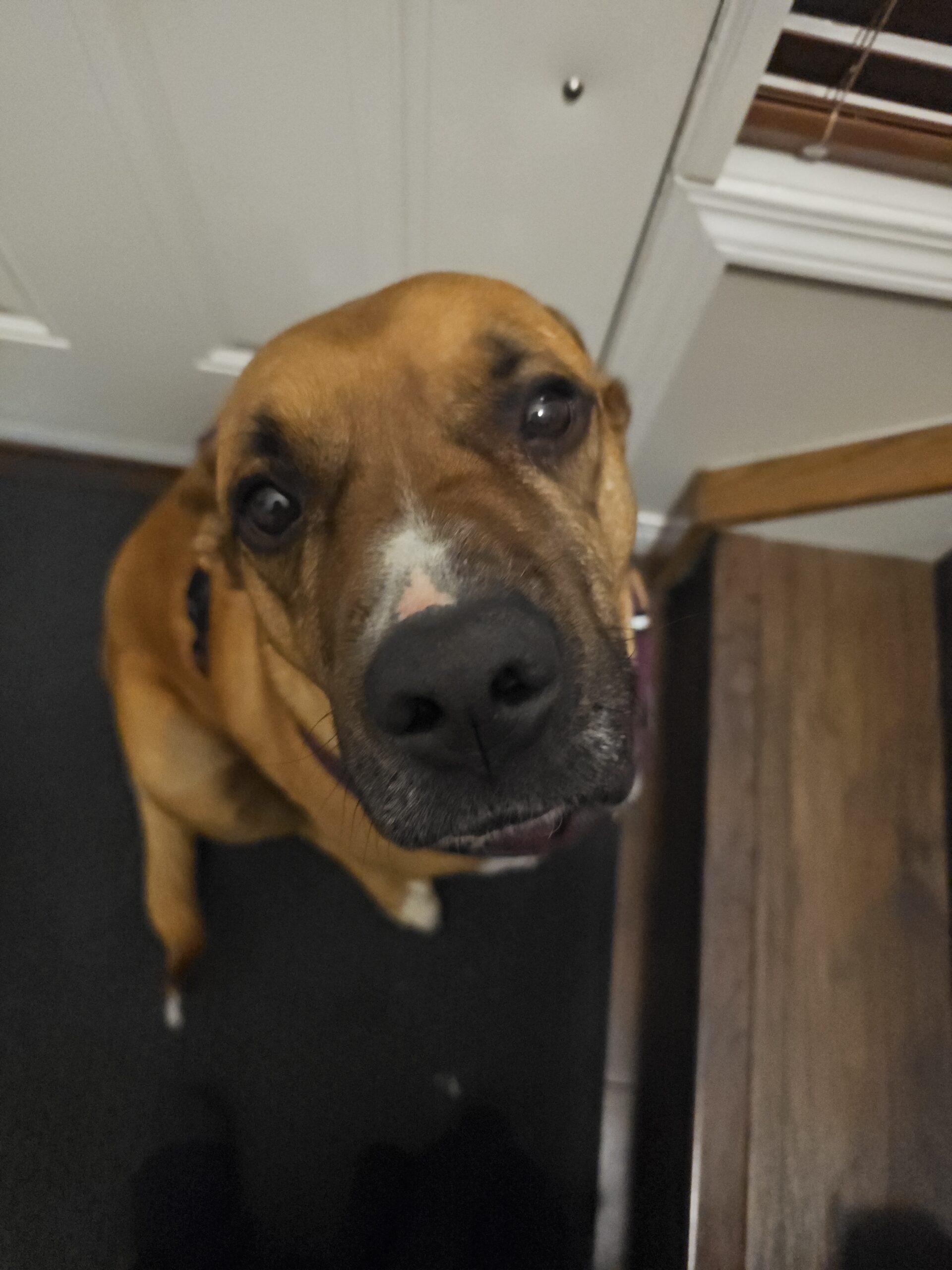 Enlarge Duncan, a ADOPTABLE mixed breed in Calgary, AB image 3/3