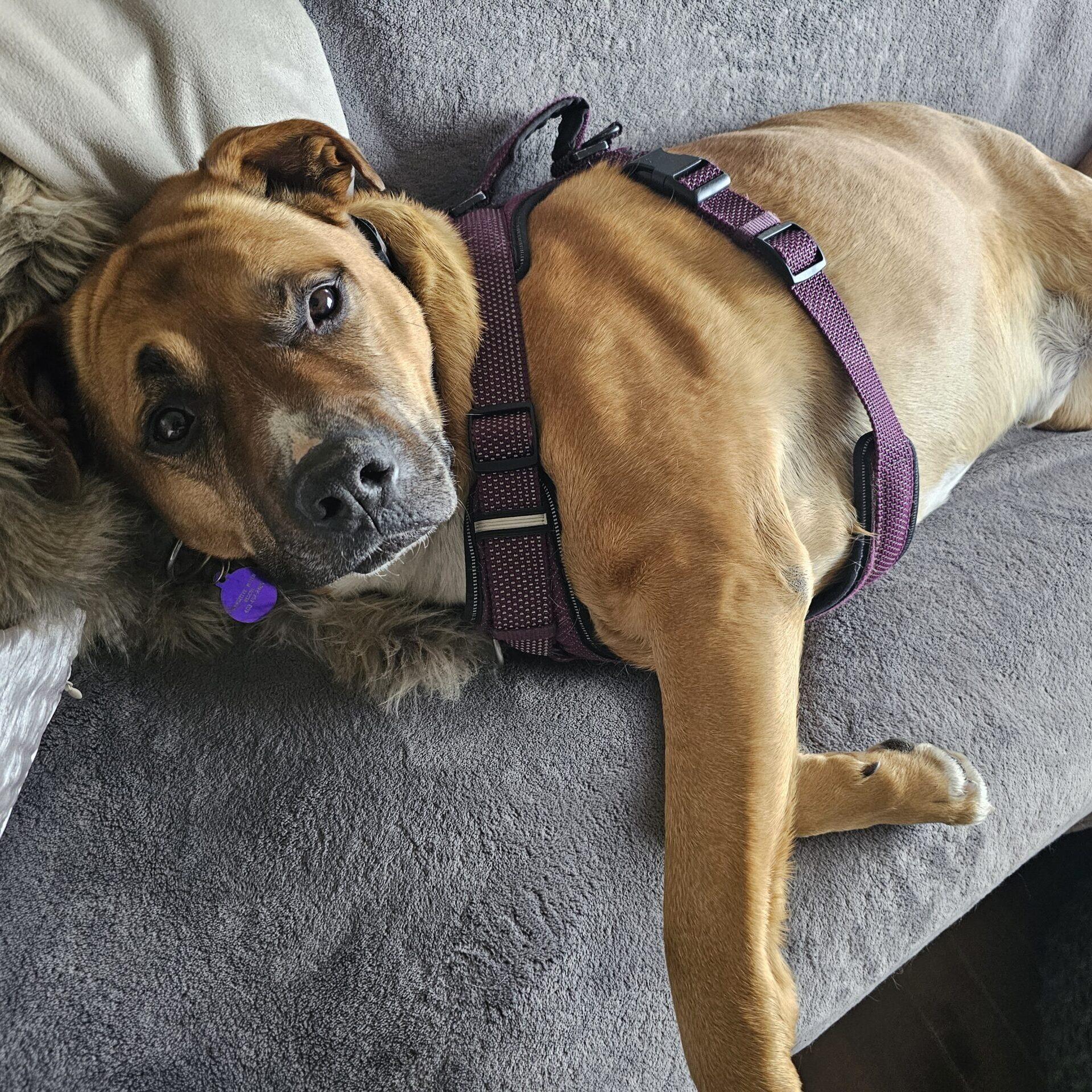 Duncan, ADOPTABLE, Adult Male Labrador Retriever.