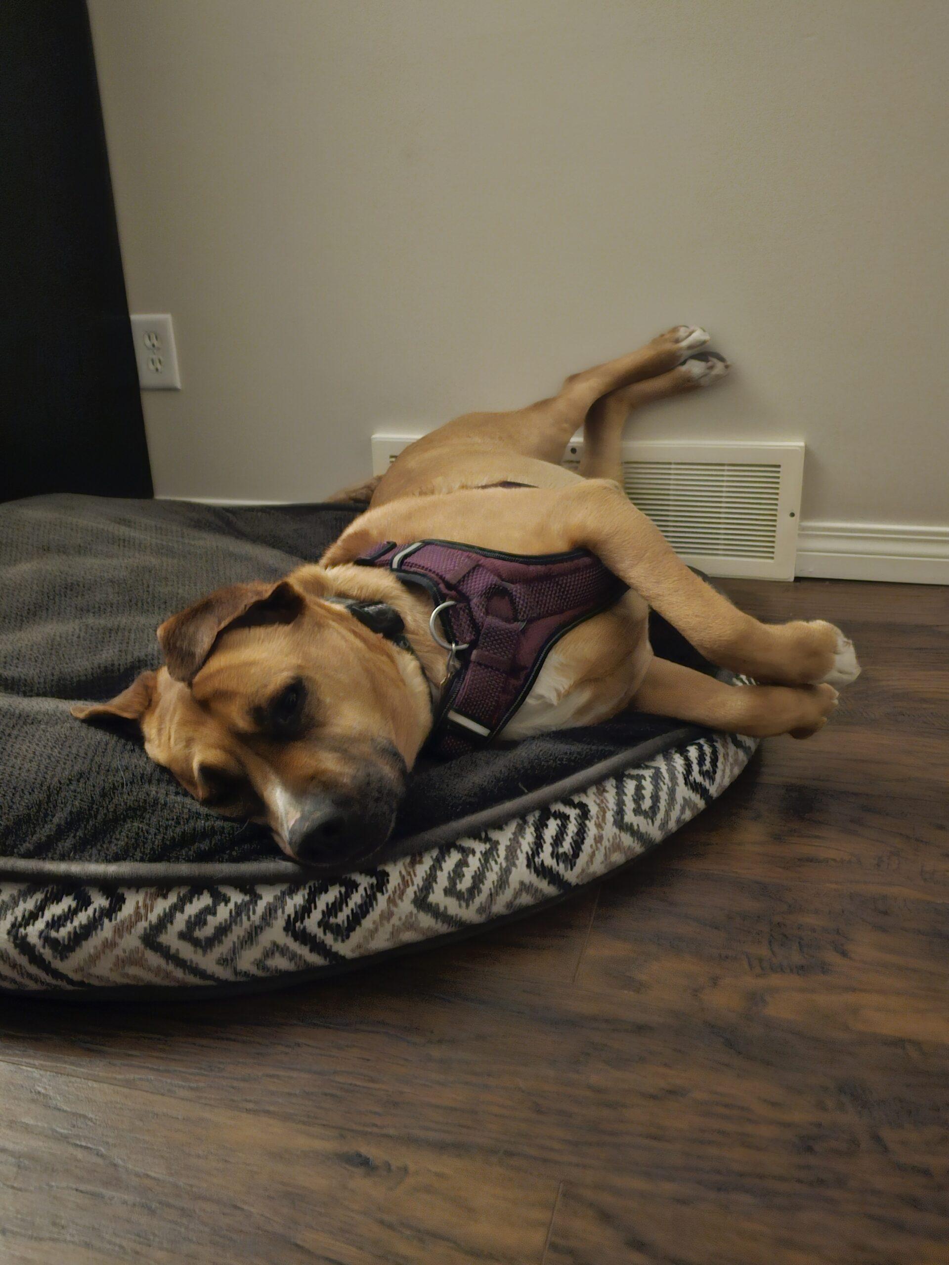 Enlarge Duncan, a ADOPTABLE mixed breed in Calgary, AB image 2/3