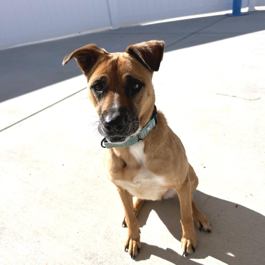 Indigo, Adoptable, Adult Female Belgian Shepherd / Malinois.