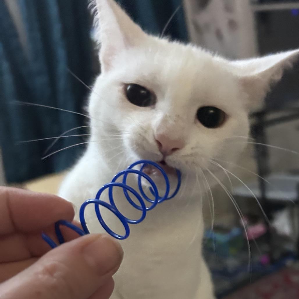 Stella, Adoptable, Adult Female Domestic Short Hair.