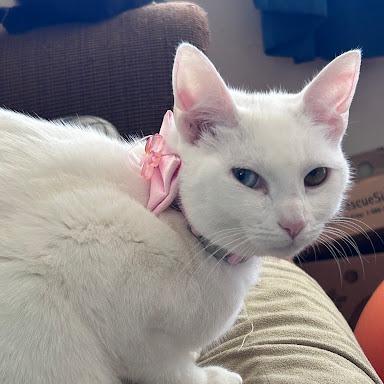 Enlarge Stella, a Adoptable Domestic Short Hair in Greensboro, NC image 2/3