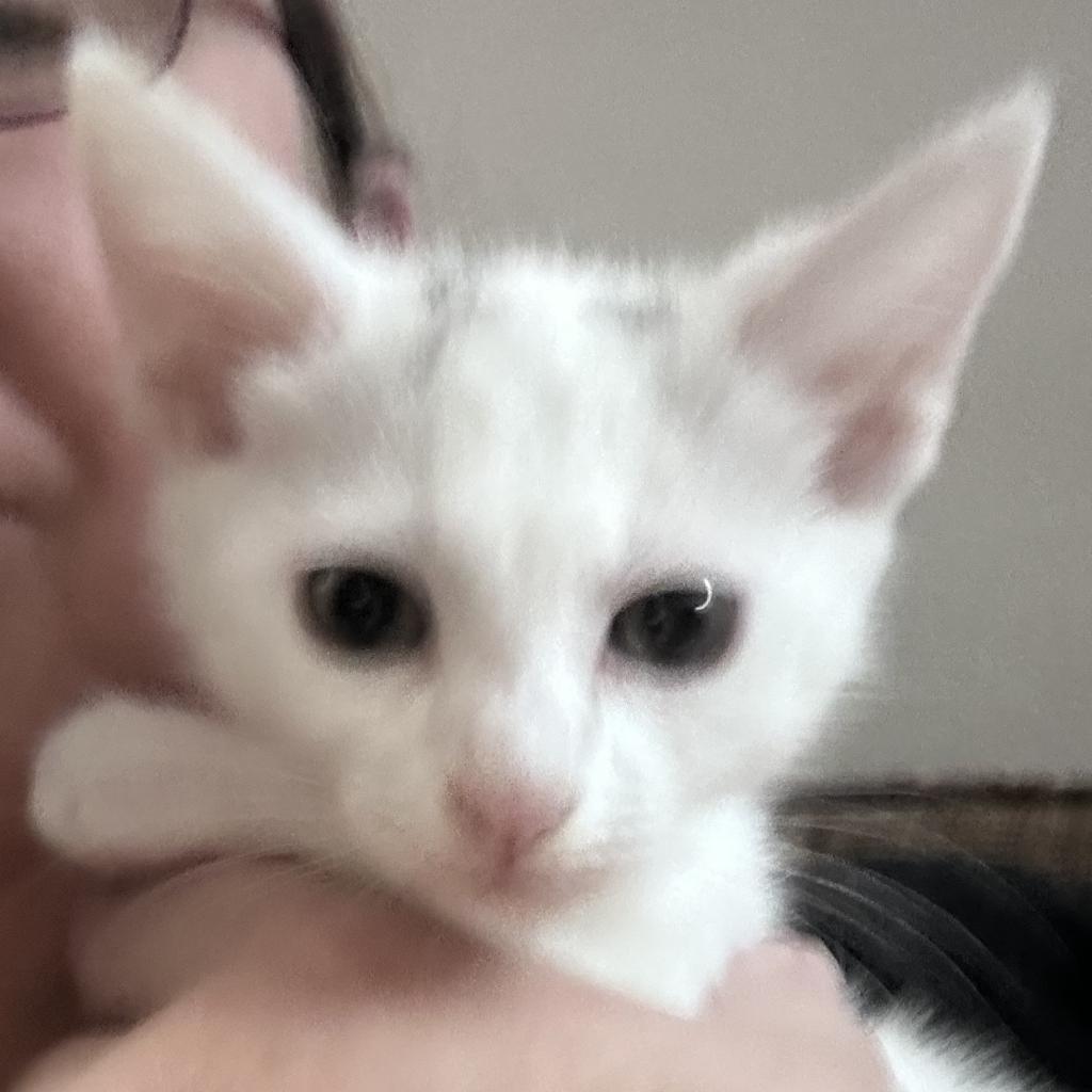 Enlarge Stella, a Adoptable Domestic Short Hair in Greensboro, NC image 3/3