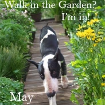 May, Adult Female Bull Terrier