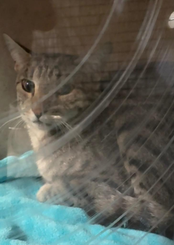 Barn Cat Turtle, Adoptable, Young Male Domestic Short Hair.