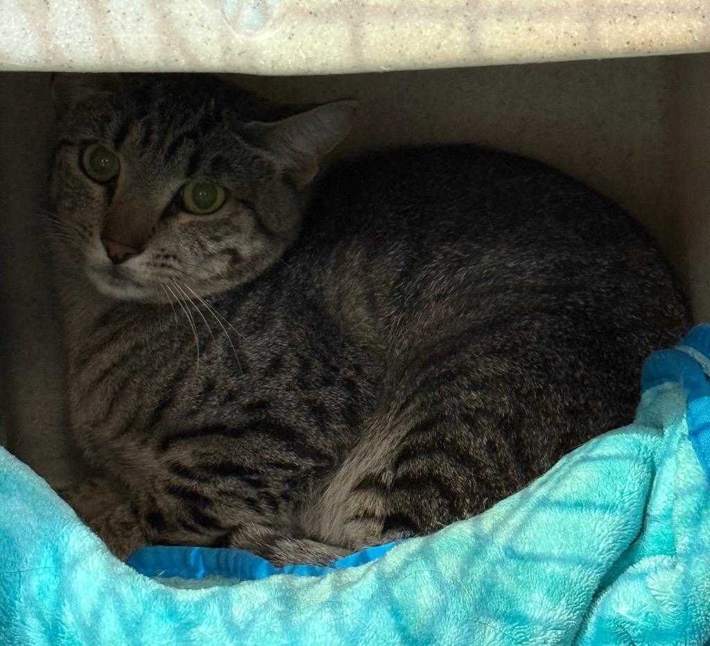 Enlarge Barn Cat Turtle, a Adoptable mixed breed in Gillette, WY image 2/2