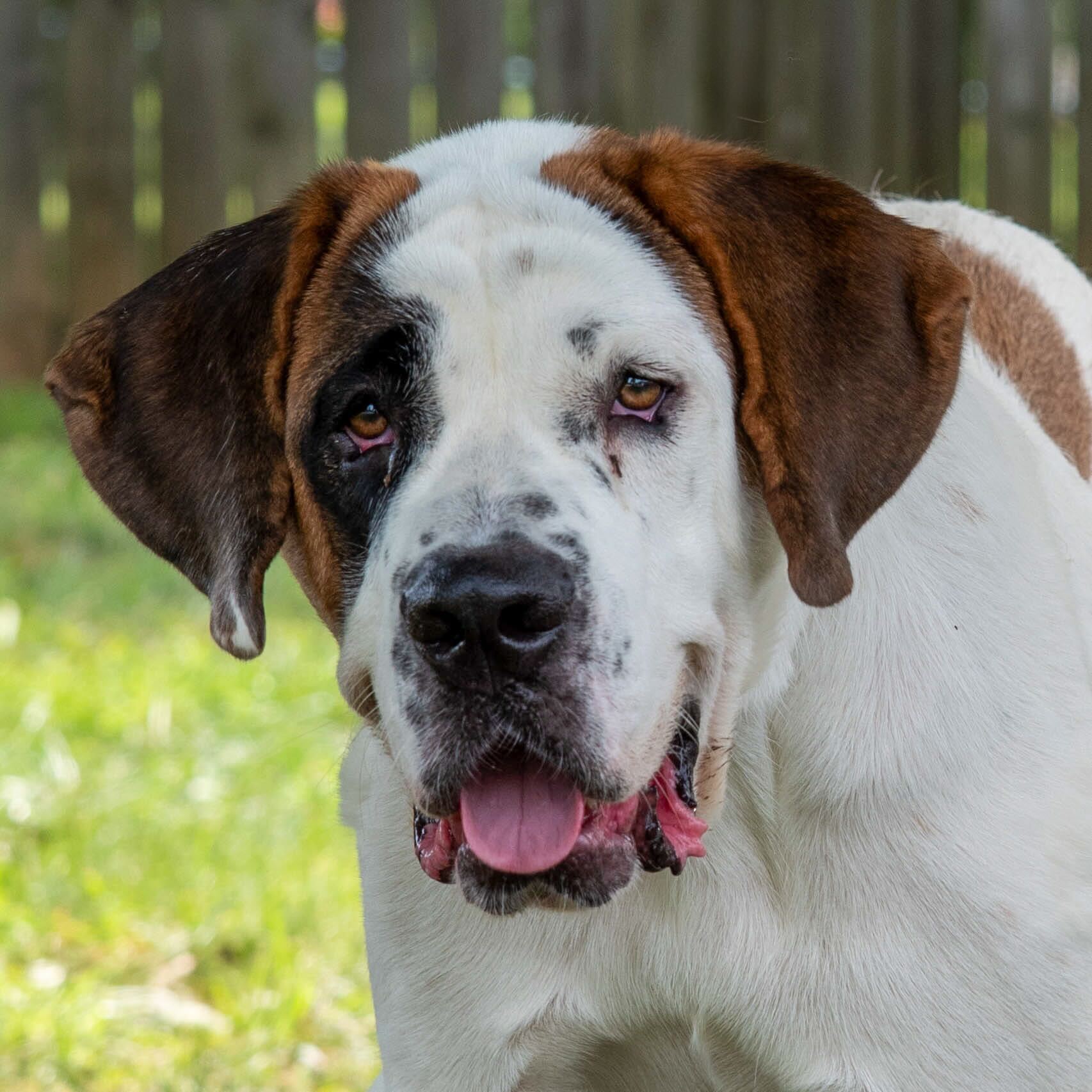 Dog for adoption Missy, a Saint Bernard in Ashland, VA Petfinder