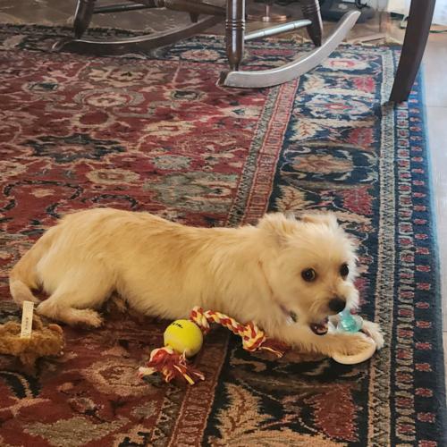 Ajay Mitchell, a Adoptable mixed breed in Broken Arrow, OK image 1/5