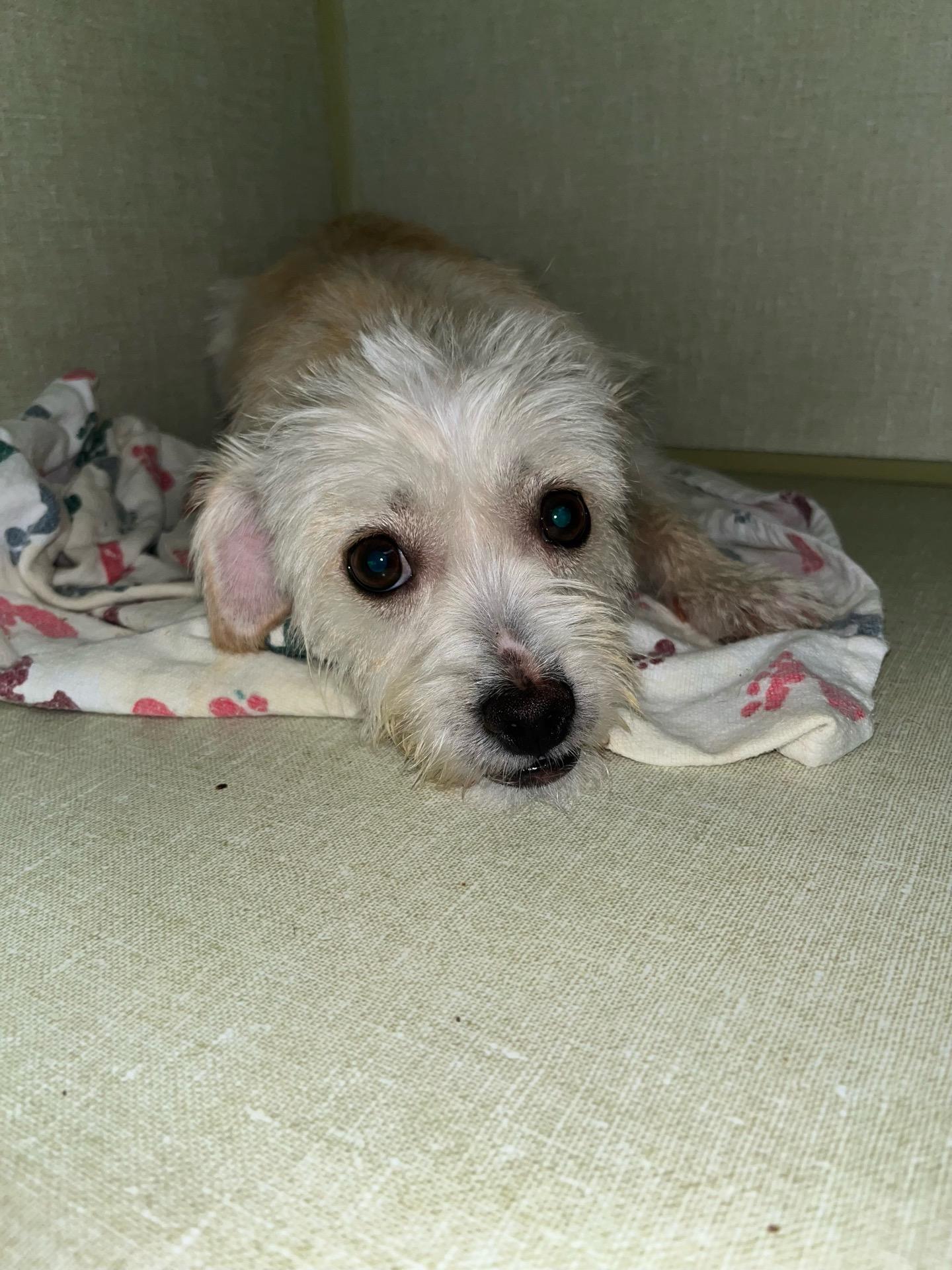 Enlarge Ajay Mitchell, a Adoptable mixed breed in Broken Arrow, OK image 1/4