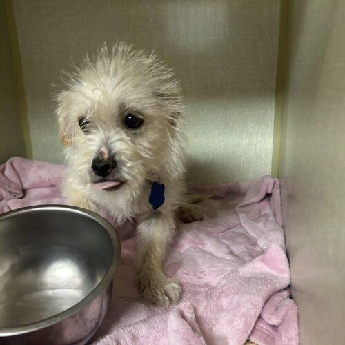 Enlarge Ajay Mitchell, a Adoptable mixed breed in Broken Arrow, OK image 2/4