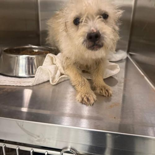 Enlarge Ajay Mitchell, a Adoptable mixed breed in Broken Arrow, OK image 3/4