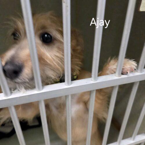 Enlarge Ajay Mitchell, a Adoptable mixed breed in Broken Arrow, OK image 4/4