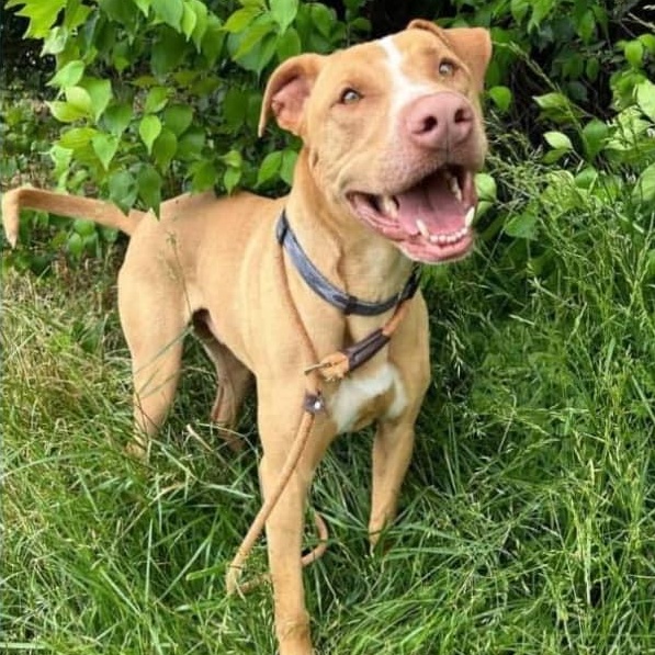 Rocky, Adoptable, Young Male Pit Bull Terrier.