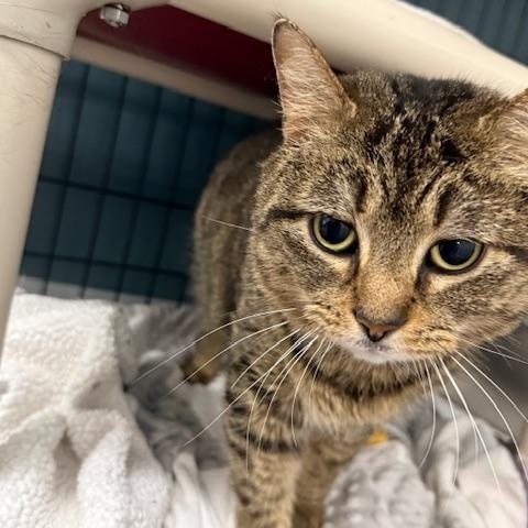 Enlarge Topaz, a ADOPTABLE Domestic Short Hair in Honesdale, PA image 2/2