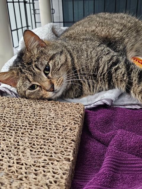 Topaz, ADOPTABLE, Adult Female Domestic Short Hair.