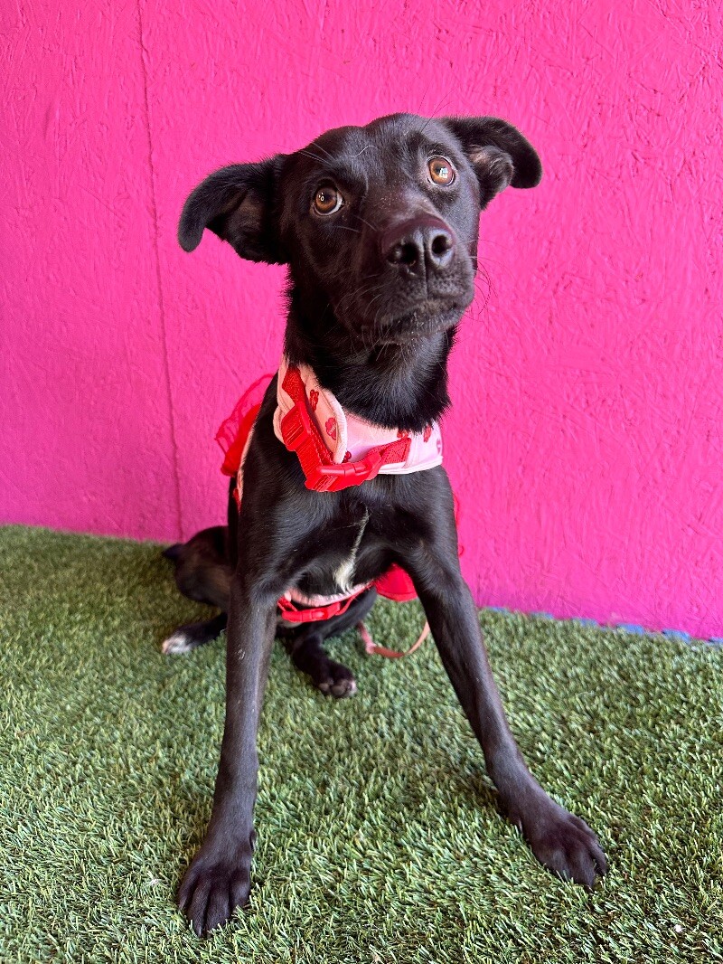 Dog for adoption Jazzy, a Black Labrador Retriever Mix in Aliso Viejo