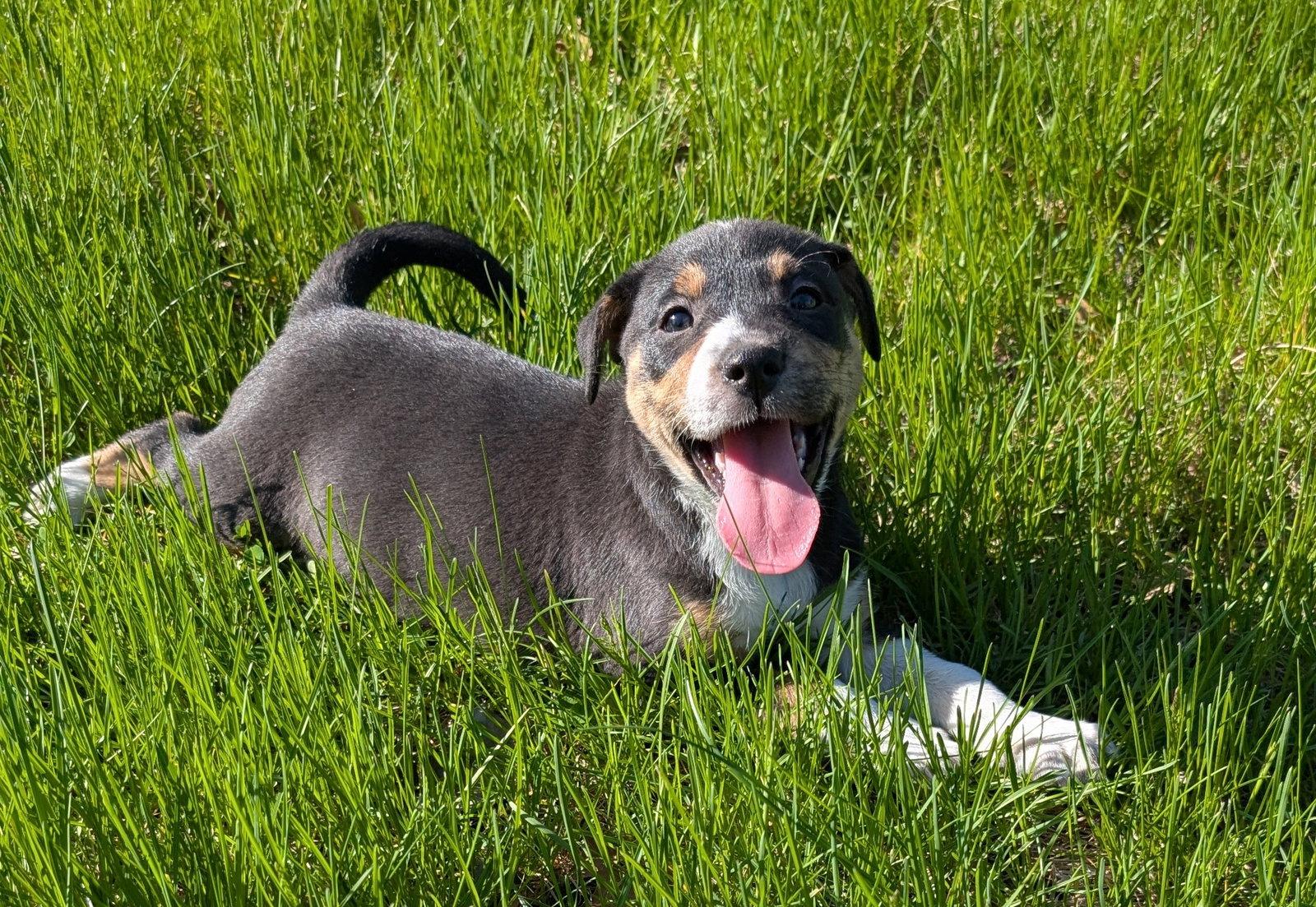 Enlarge Fennel, a Adoptable Terrier in West Des Moines, IA image 1/3