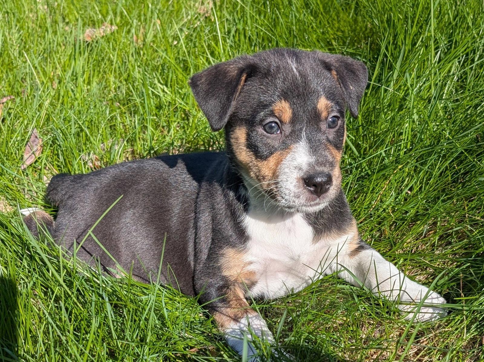 Enlarge Fennel, a Adoptable Terrier in West Des Moines, IA image 2/3