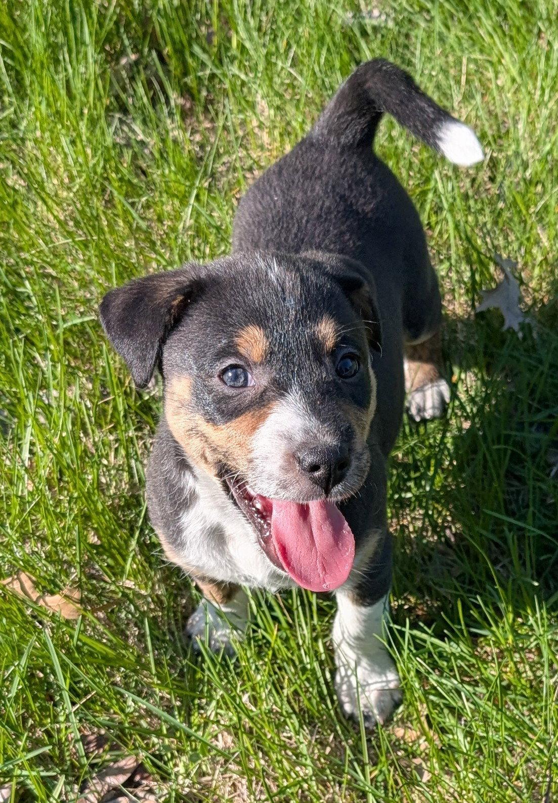 Enlarge Fennel, a Adoptable Terrier in West Des Moines, IA image 3/3