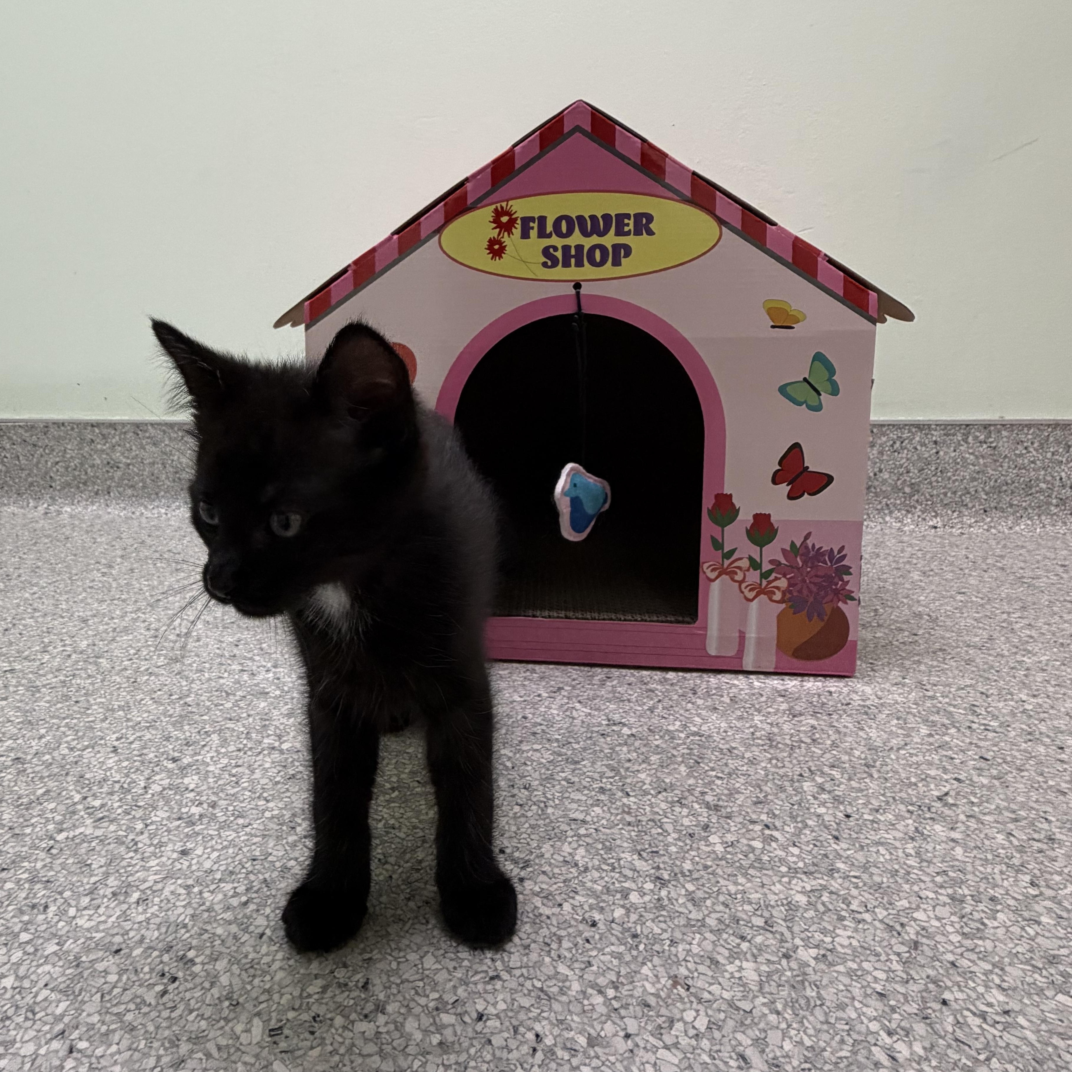 Grackle, a ADOPTABLE Domestic Medium Hair in Kent, WA image 1/4