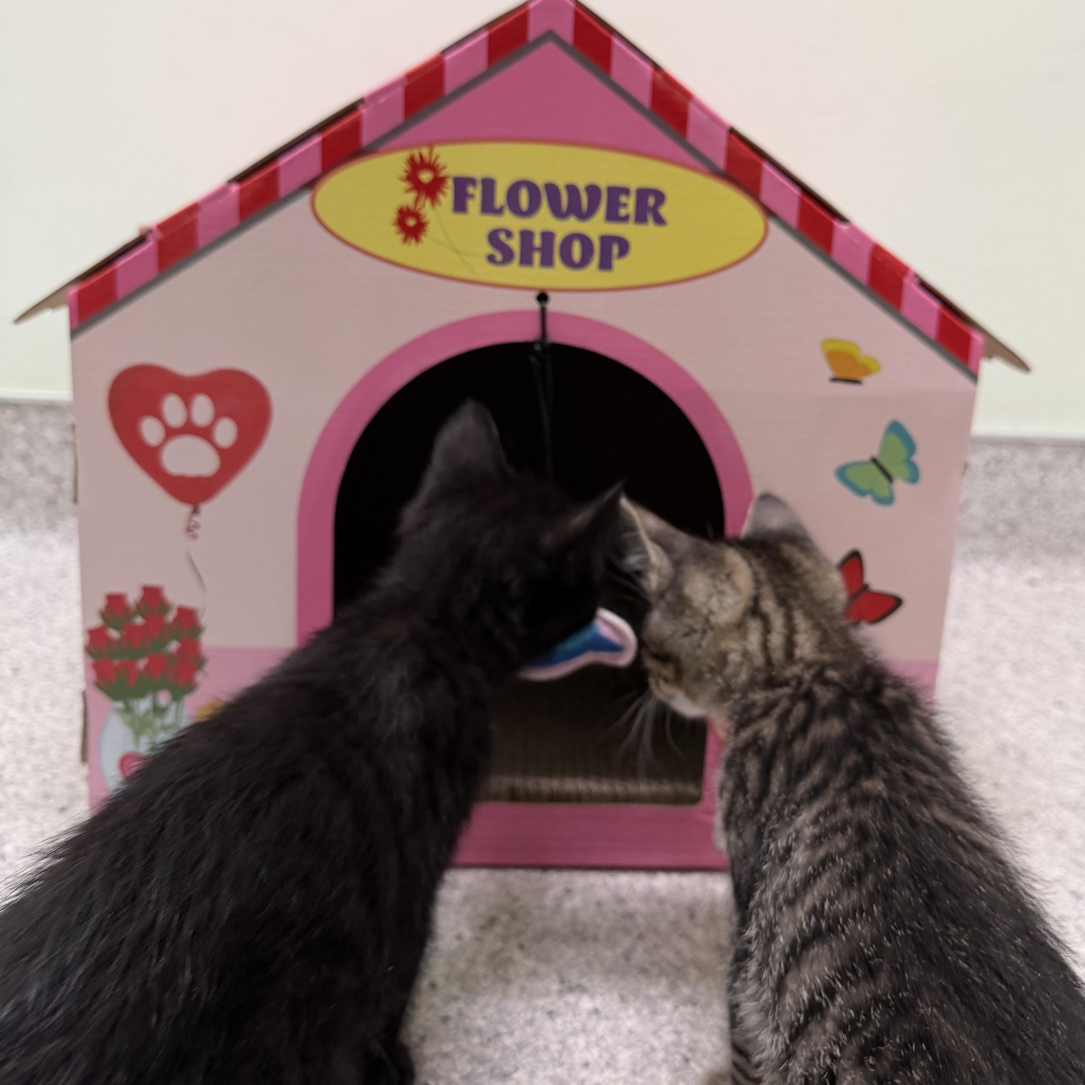 Grackle, a ADOPTABLE Domestic Medium Hair in Kent, WA image 3/4