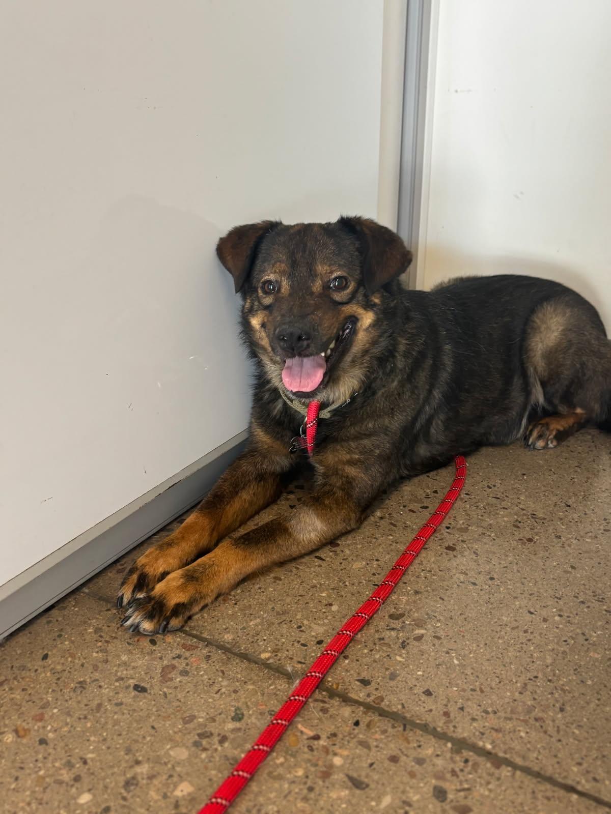 BEAR #19, Adopted, Adult Male Bernese Mountain Dog & Australian Shepherd.