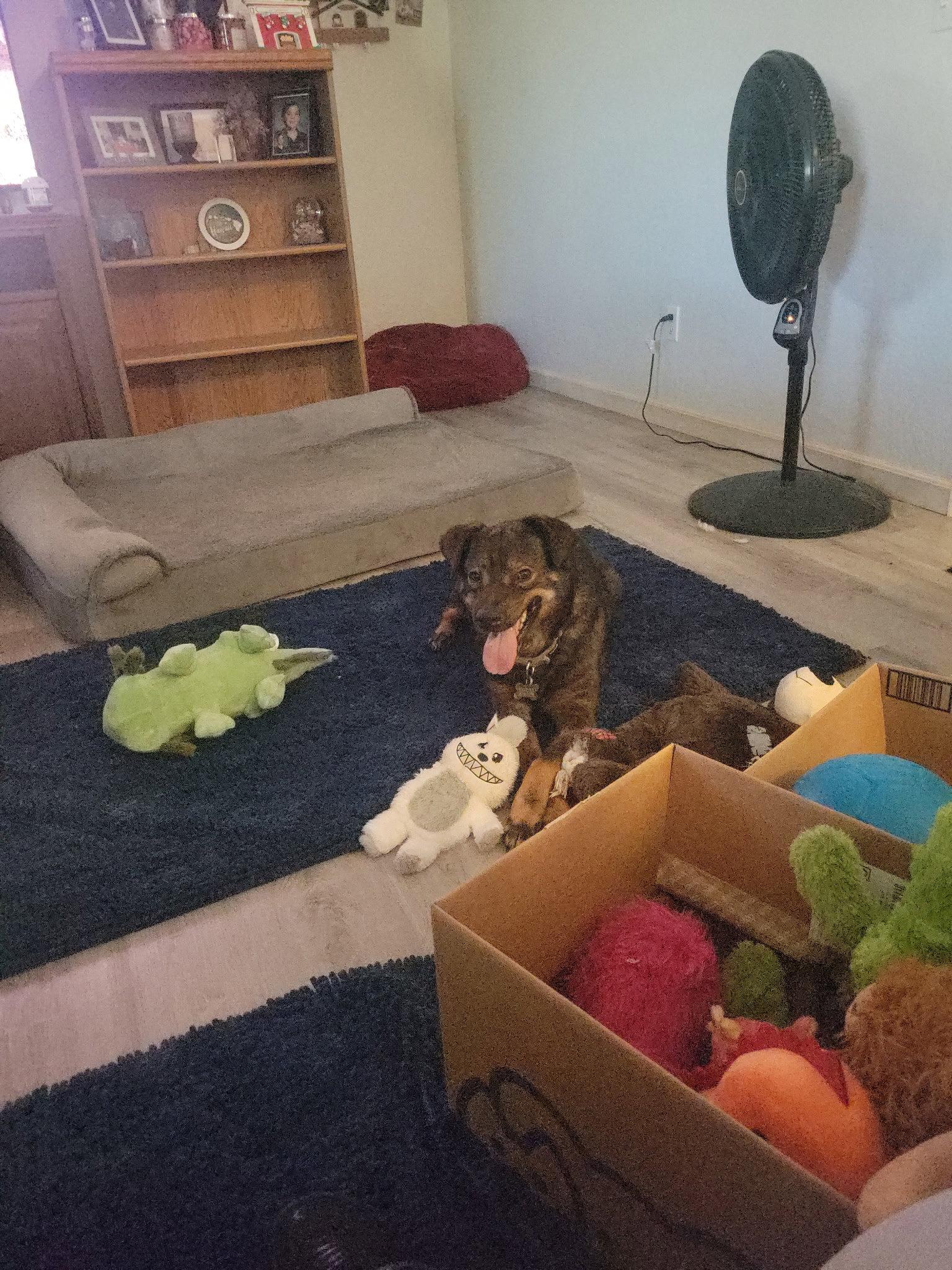 BEAR #19, a Adopted mixed breed in Chandler, AZ image 3/3