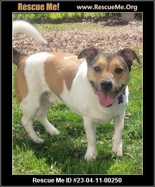 Enlarge Moco, a Adoptable mixed breed in White Plains, MD image 1/8