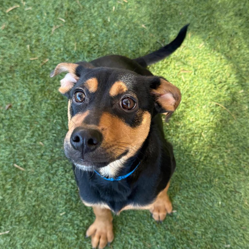 Enlarge Star-Lord, a Adoptable mixed breed in Laredo, TX image 1/1