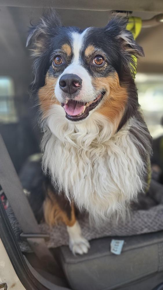 Jackson, Adoptable, Adult Male Australian Shepherd.